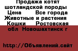 Продажа котят шотландской породы › Цена ­ - - Все города Животные и растения » Кошки   . Ростовская обл.,Новошахтинск г.